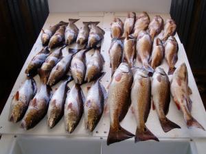 Look at Those Big Reds!!!